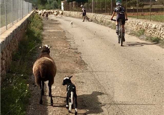 Pedaleando entre cabras